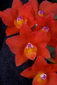 Cattleya cernua Elise AM/AOS 85 pts.